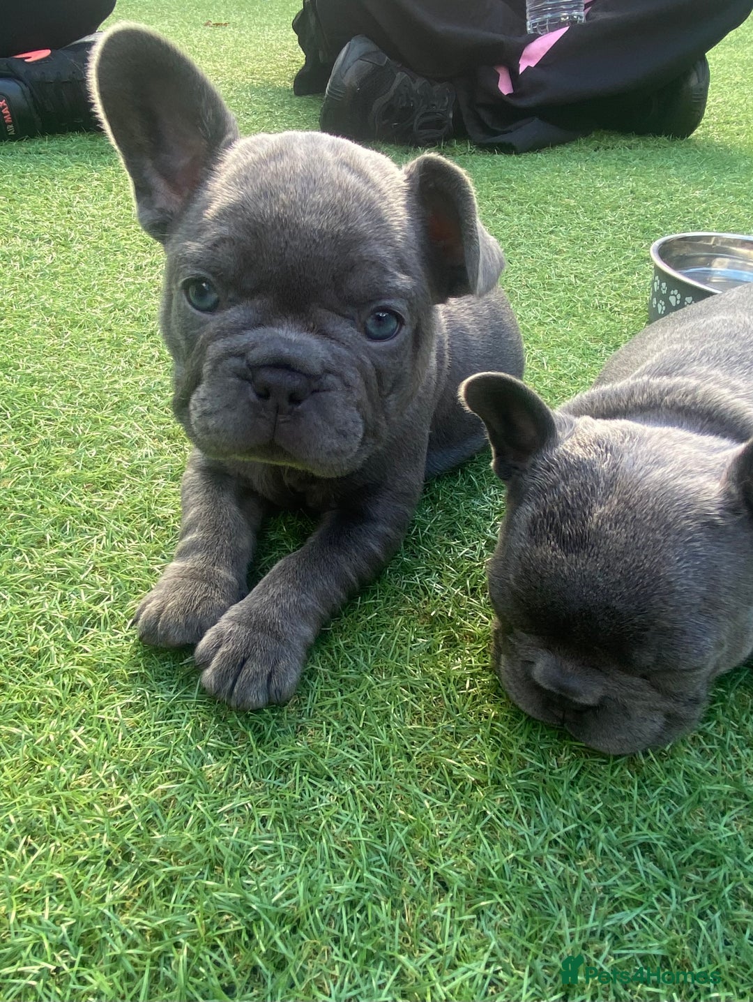French Bulldog dogs for sale: Beautiful French bulldog puppies  - Image 12