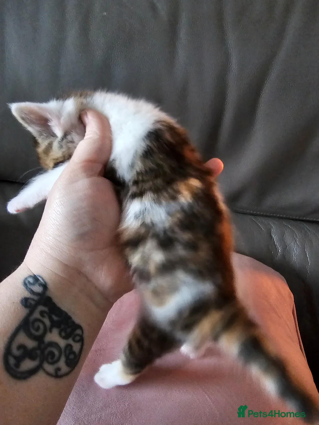 Domestic Shorthair cats for sale: Happy healthly, Stunning kittens, super friendly  - Advert 2