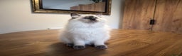 Ragdoll cats for sale: 6 Gorgeous Full Breed Ragdoll Kittens Ready to Go! - Advert 18