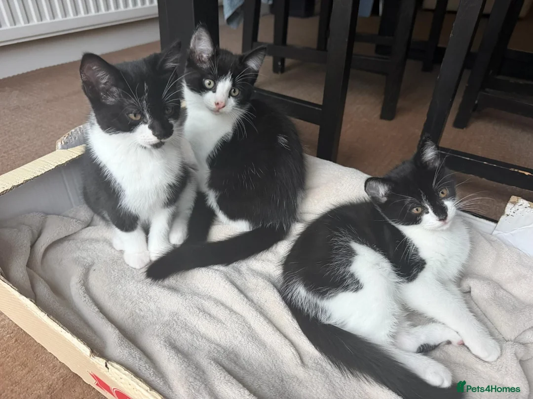 Mixed Breed cats for sale: Adorable 11 week old Kittens - Ready for Homes! in Harrow - Advert 22