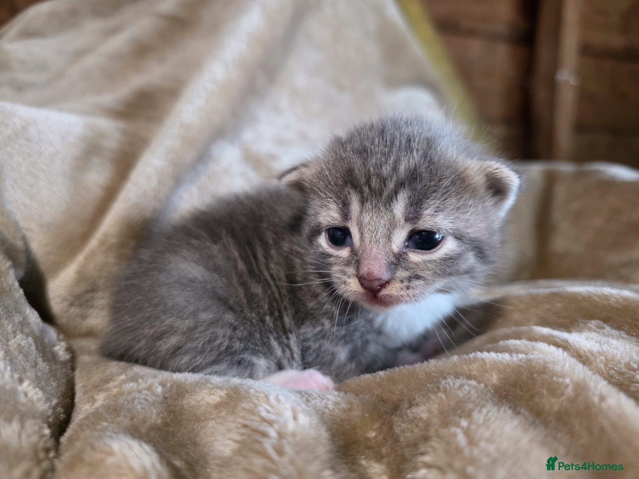 Mixed Breed cats for sale: Tabby farm kittens  - Advert 24
