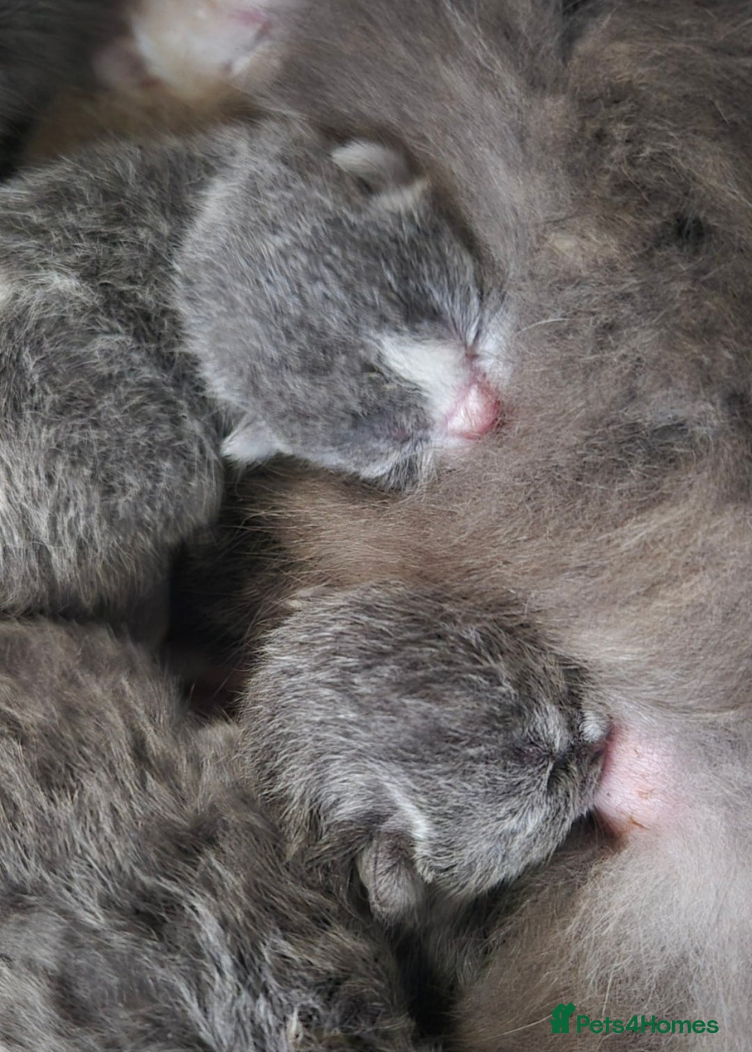 British Shorthair cats for sale: Stunning Champion Bloodline TICA reg kittens - Image 16