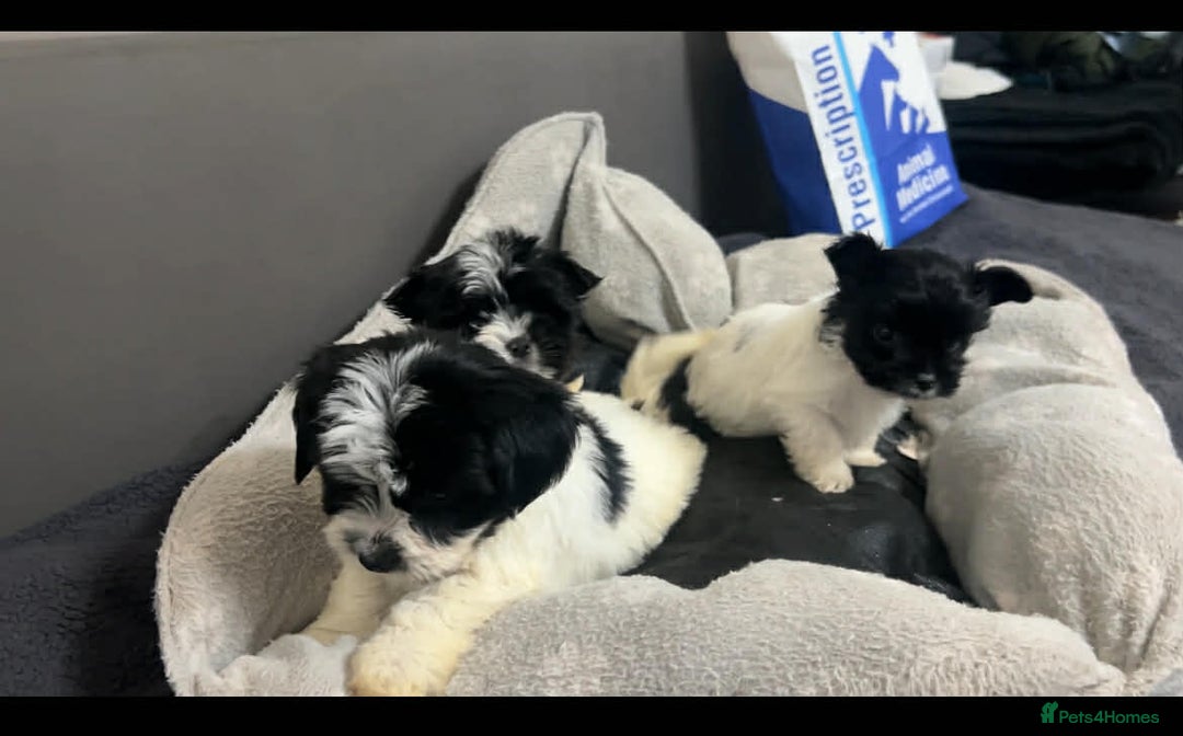 Biewer Terrier dogs for sale: Beautiful biewer terrier puppies for sale - Advert 2