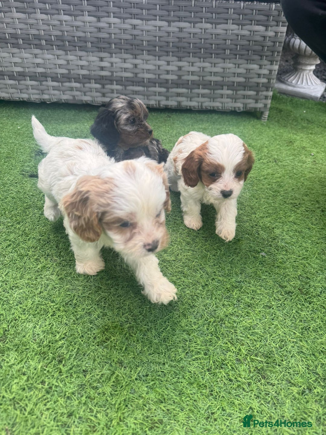 Cavapoo dogs for sale: F1 cavapoo puppies for sale - Image 14