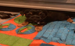 Border Terrier dogs for sale: Border Terrier KC registered 3x dogs for sale - Image 18