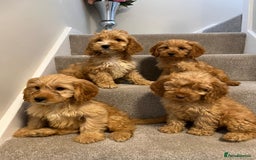 Cockapoo dogs for sale: Cockapoo puppies ready now  - Image 11