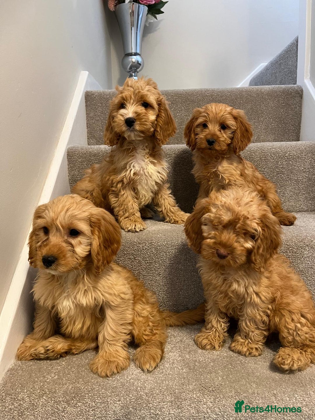 Cockapoo dogs for sale: Cockapoo puppies ready now  - Image 11