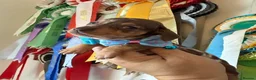 Miniature Dachshund dogs for sale: Elite Miniature Dachshund Litter in Torquay - Advert 14