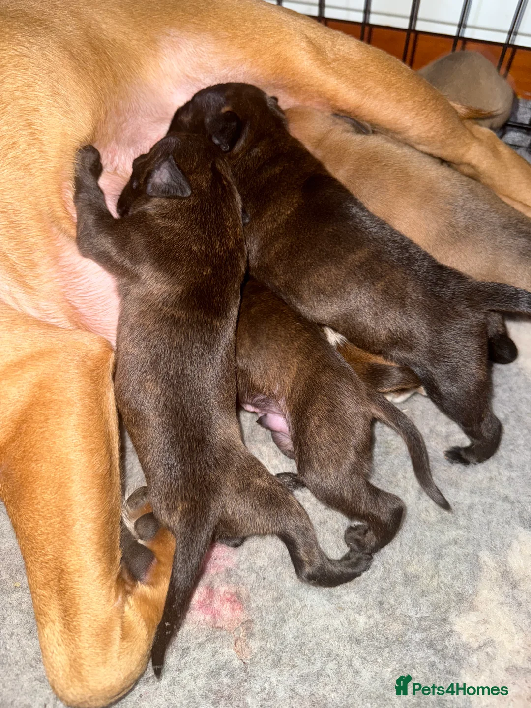 Staffordshire Bull Terrier dogs for sale: Staffie pups  - Advert 10