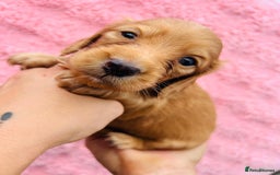 Miniature Dachshund dogs for sale: Ready to leave 🐾 beautiful long hair miniatures  - Image 10