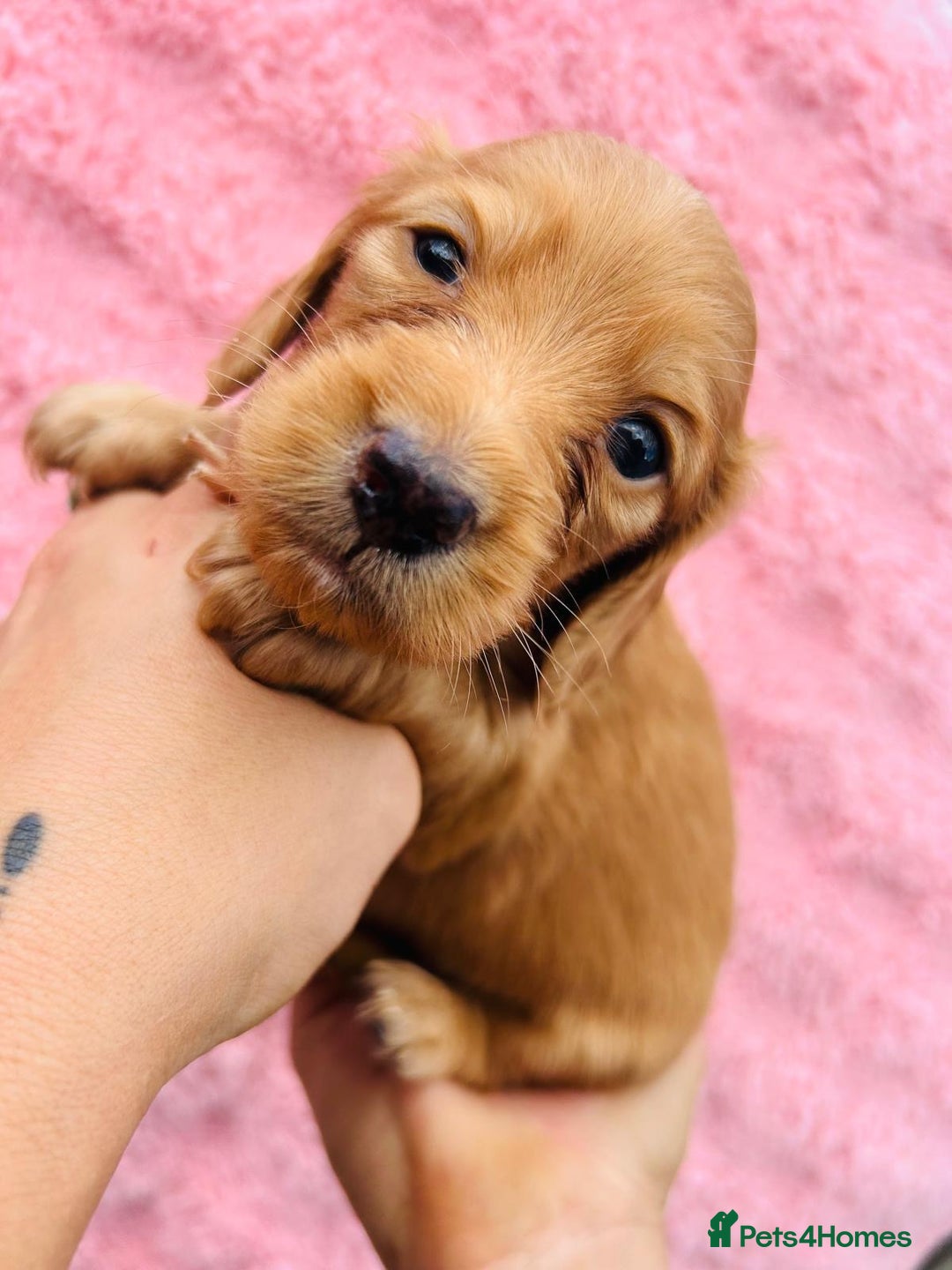 Miniature Dachshund dogs for sale: Ready to leave 🐾 beautiful long hair miniatures  - Image 10