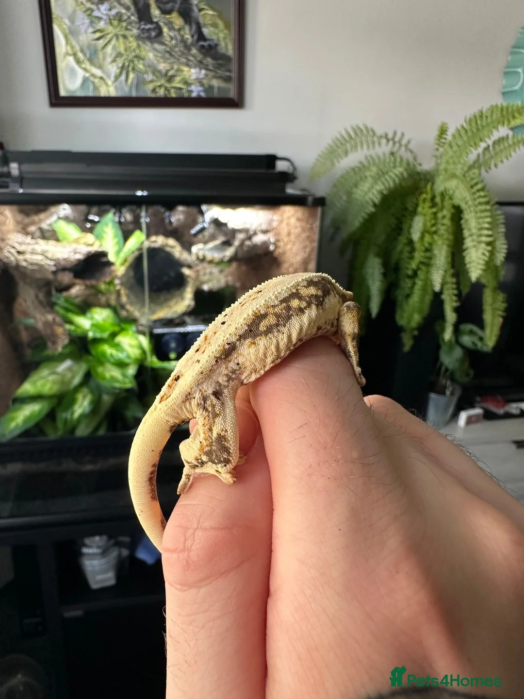 Gecko reptiles for sale: Lily white crested gecko  - Advert 2