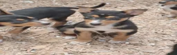 Australian Kelpie dogs for sale: Farm bred 5 boys 3 girls kelpie puppies - Advert 12