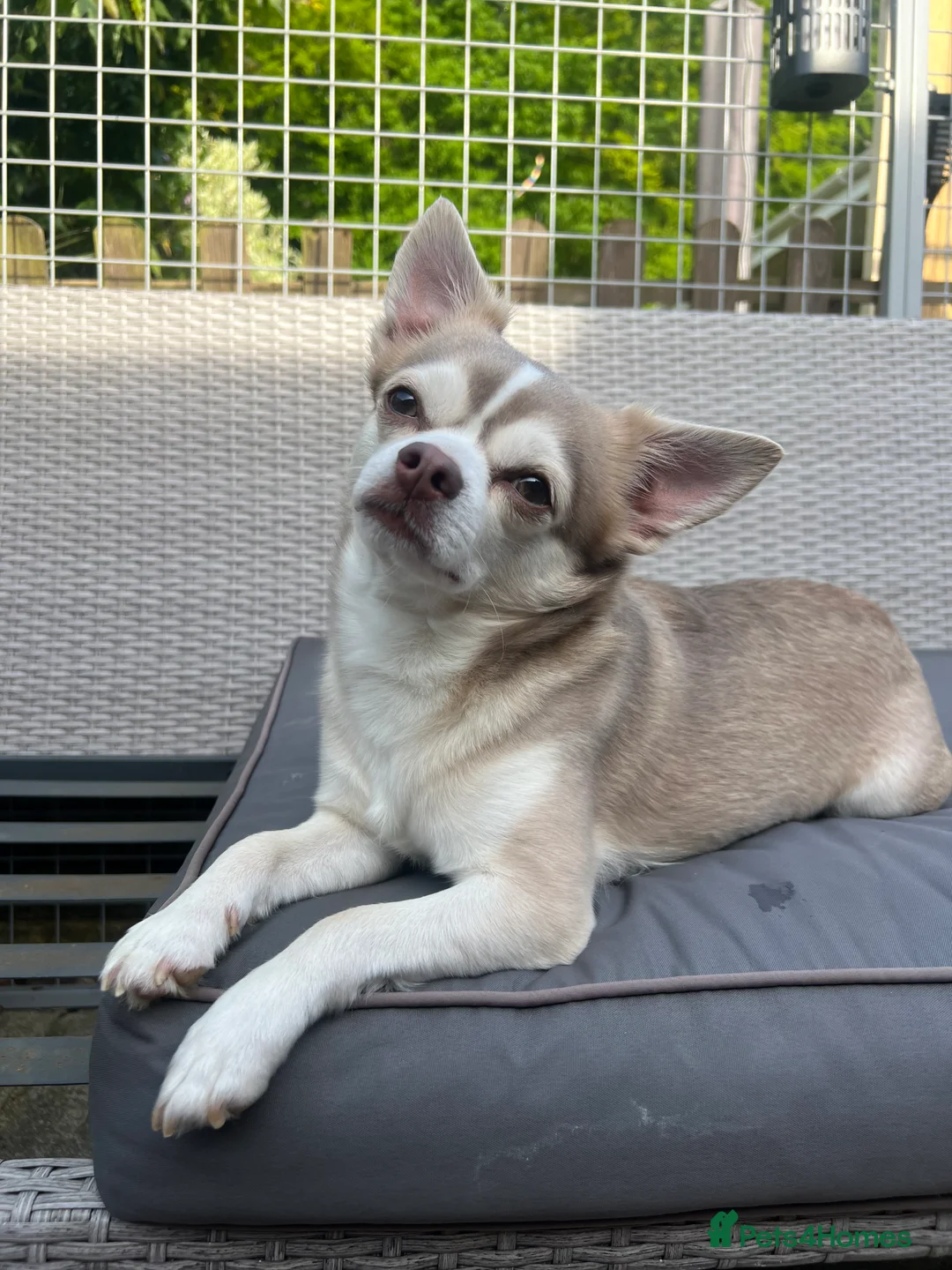 Chihuahua dogs for stud: Unique Chihuahua for Stud 🐾 in Southampton - Advert 8