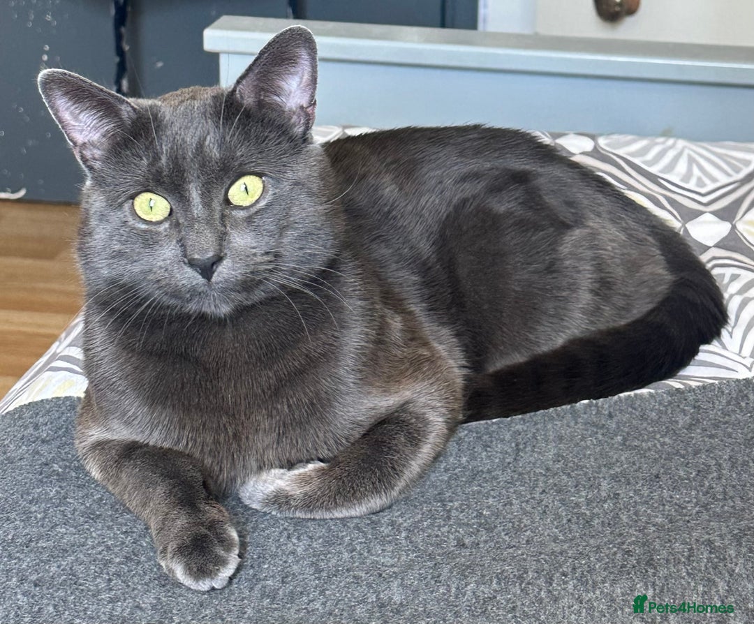 Chartreux cats for stud: Handsome BSH mix for Stud  in London - Image 9