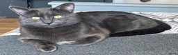Chartreux cats for stud: Handsome BSH mix for Stud  in London - Advert 9