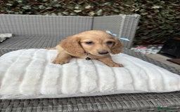Miniature Dachshund dogs for sale: Long hair cream mini dachshund puppies 30th july in Liverpool - Image 19