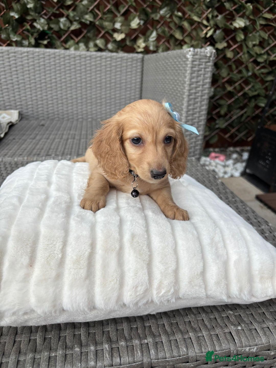 Miniature Dachshund dogs for sale: Long hair cream mini dachshund puppies 30th july in Liverpool - Image 19