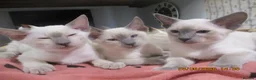 Siamese cats for sale: siamese kittens - Advert 4