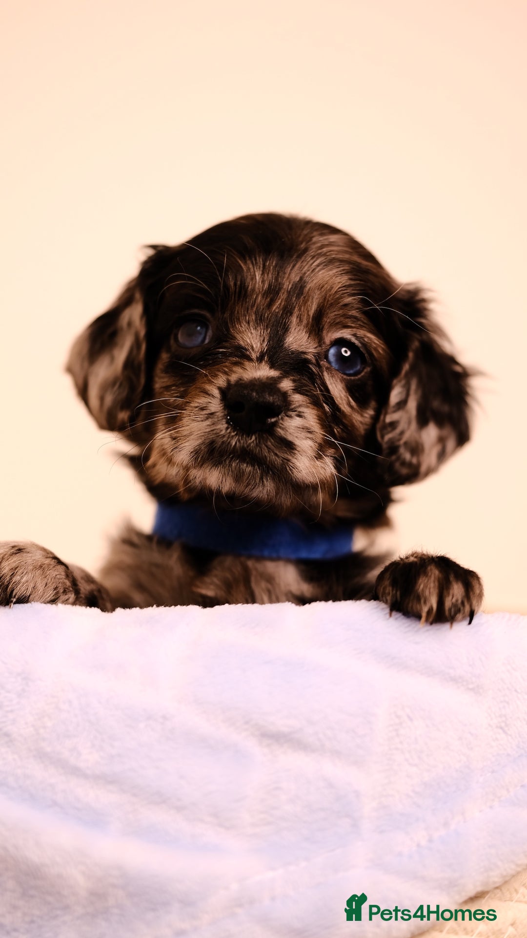 Mixed Breed dogs for sale: 8 UNIQUE Spaniel x Poodle Puppies - Image 4