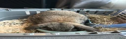 Mini Lop rabbits for sale: Mini Lop Rehome - Advert 4