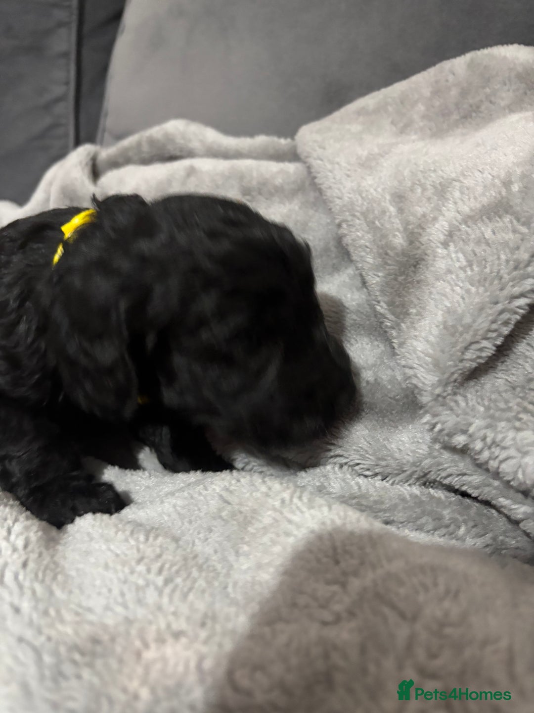 Cockapoo dogs for sale: Cockerpoo - Advert 7