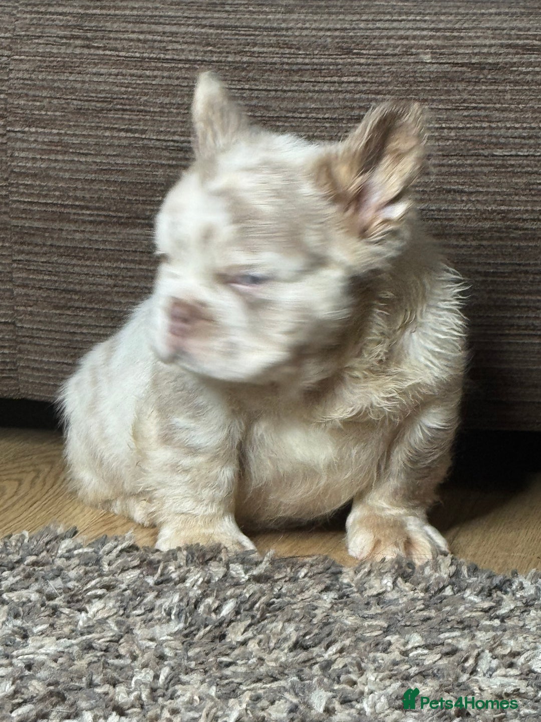 French Bulldog dogs for sale: Unique French bulldog pups - Advert 6