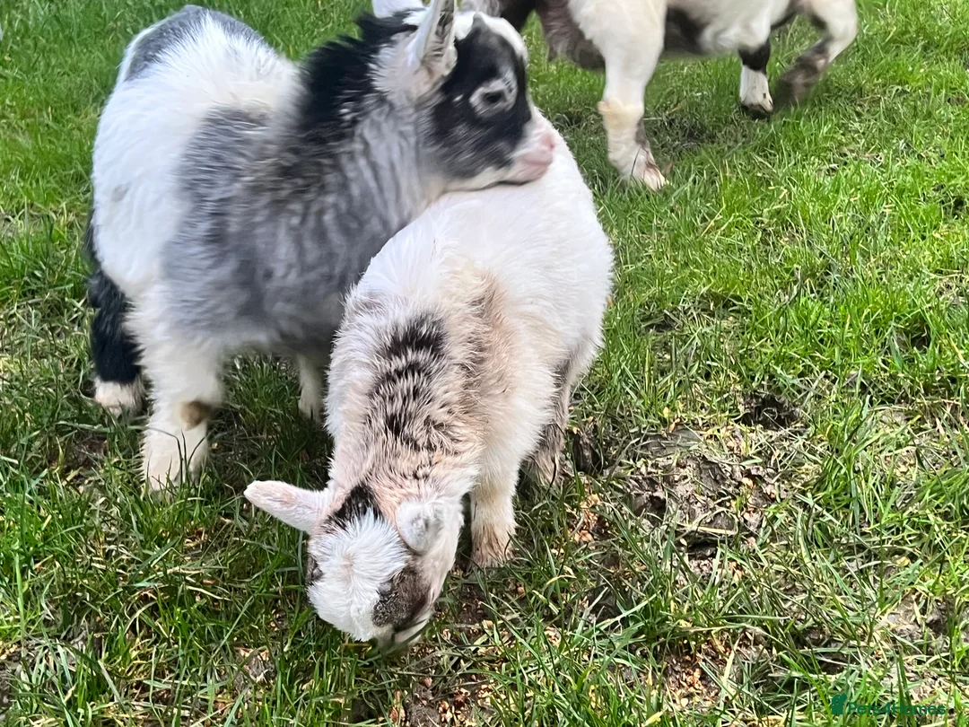 Goats livestock for sale: Beautiful Baby Pigmy Goats - Advert 7