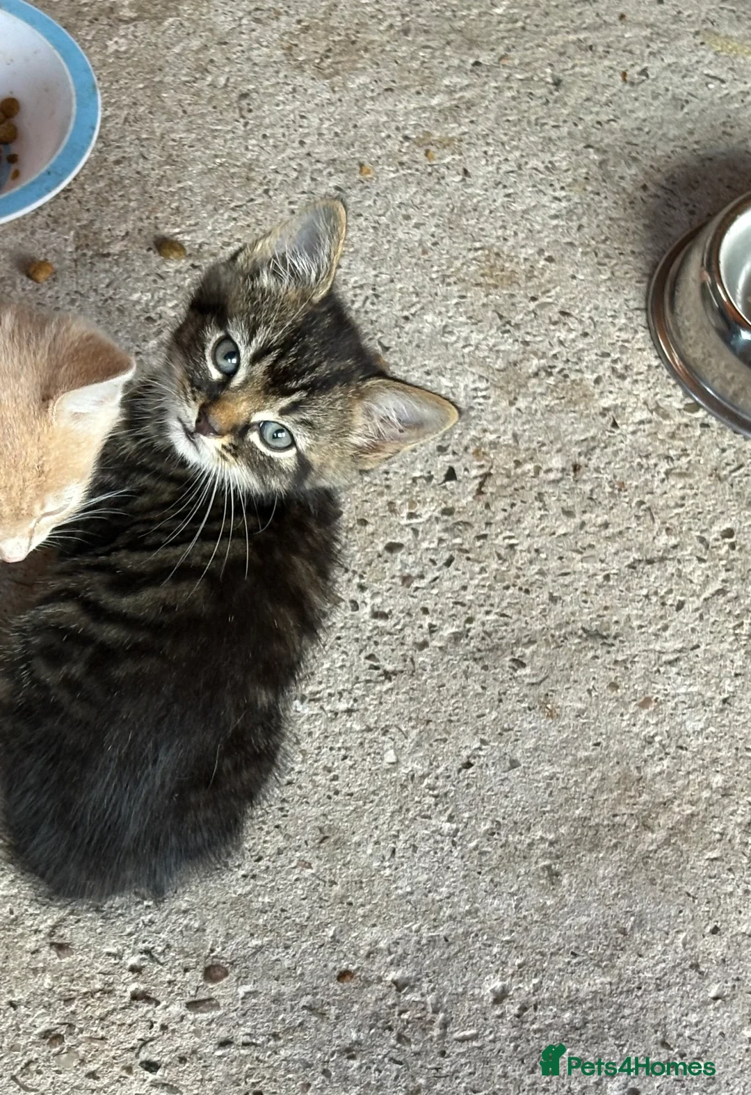 Mixed Breed cats for sale: 6 lovely kittens for sale - Advert 2