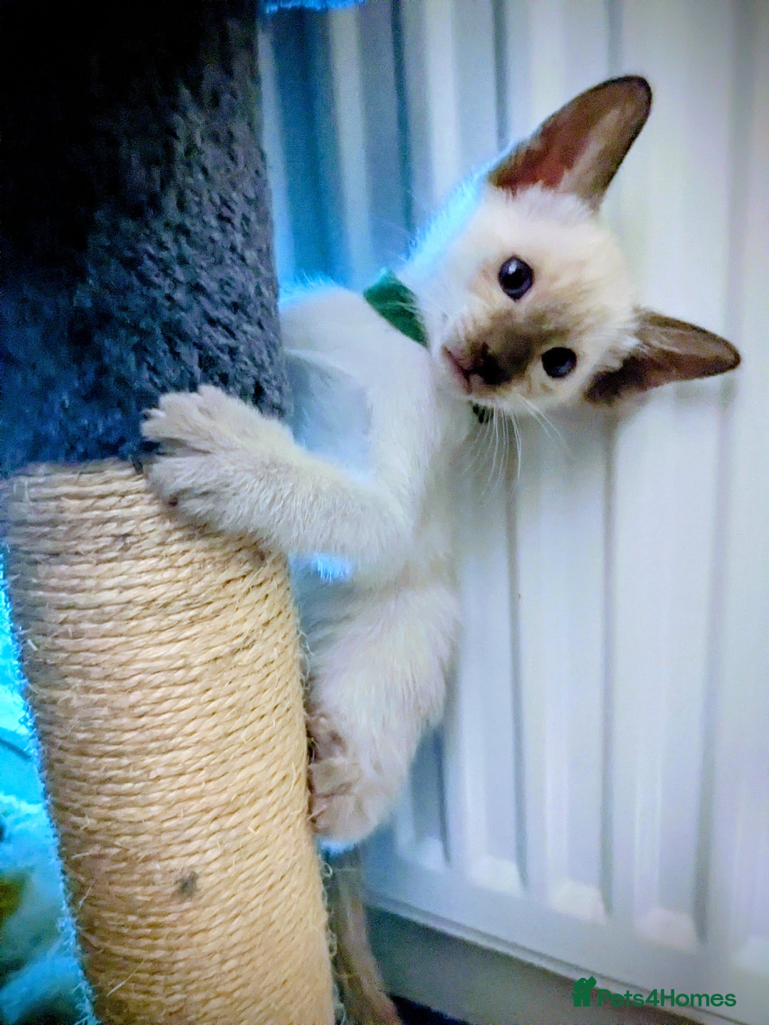 Siamese cats for sale: 6 little monkeys 🩷🩵 - Advert 9