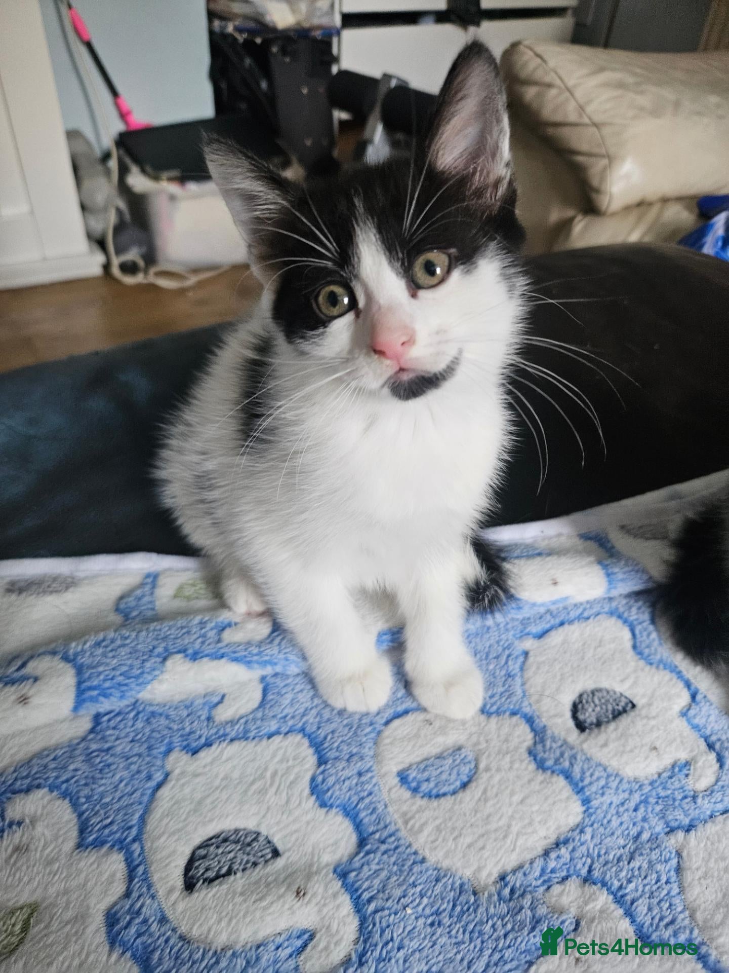 Mixed Breed cats Lovely little spotty girl - Advert 3