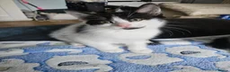 Mixed Breed cats for sale: Lovely little spotty girl - Advert 1