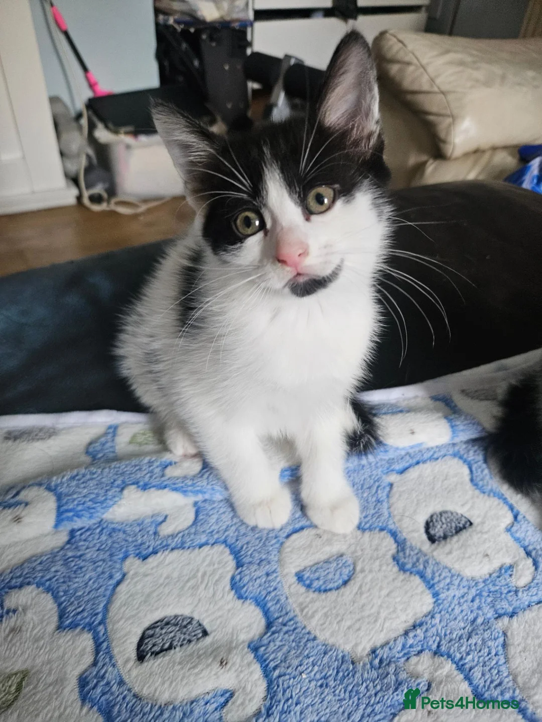 Mixed Breed cats for sale: Lovely little spotty girl - Advert 1