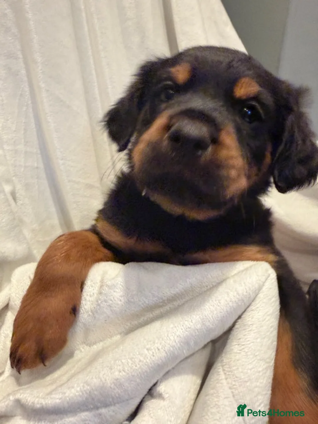 Rottweiler dogs for sale: 🐾Fluffy Rottweiler Puppies – From Murphy & Kyra🐾 in Lytham Saint Annes - Advert 11