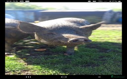 Pig livestock for sale: Ronnie and reggie  - Image 29