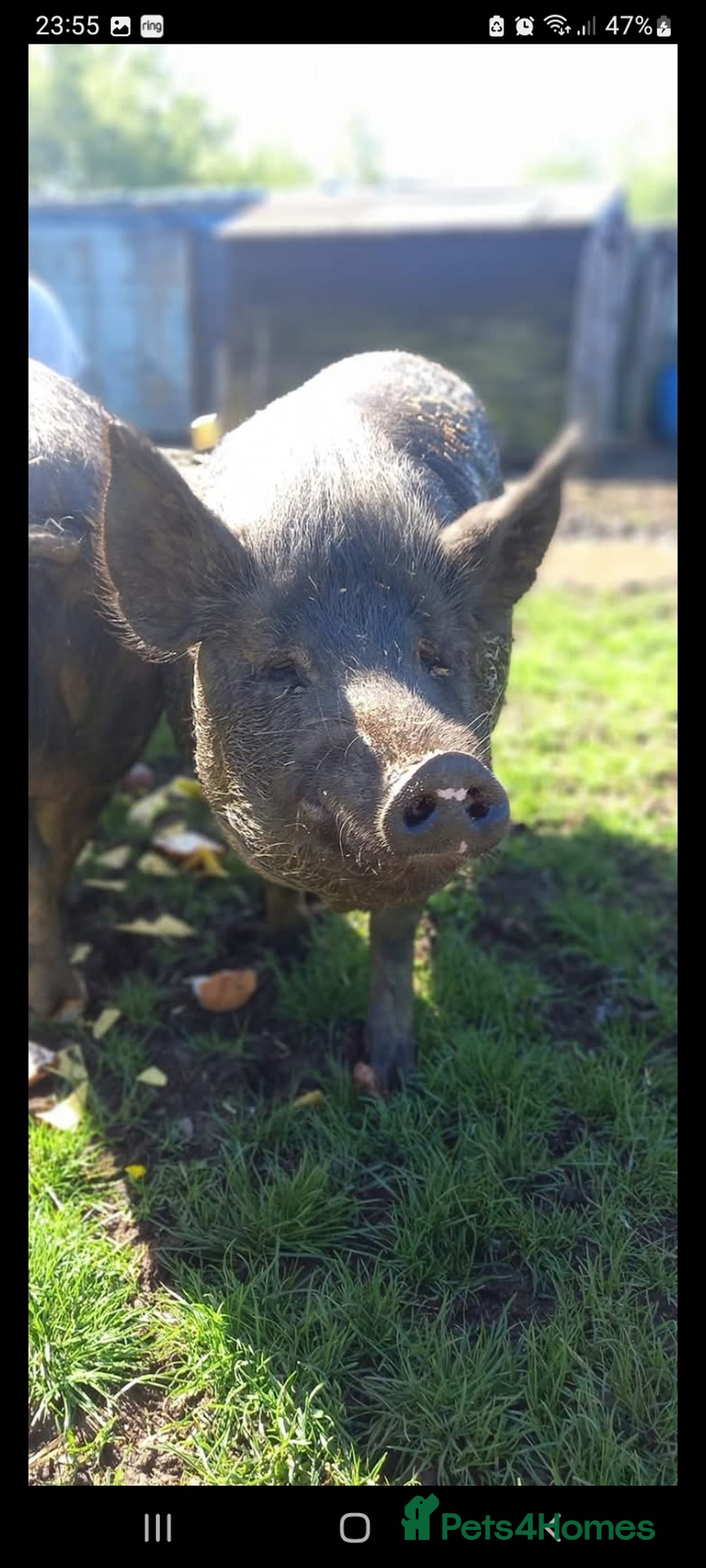 Pig livestock for sale: Ronnie and reggie  - Image 29