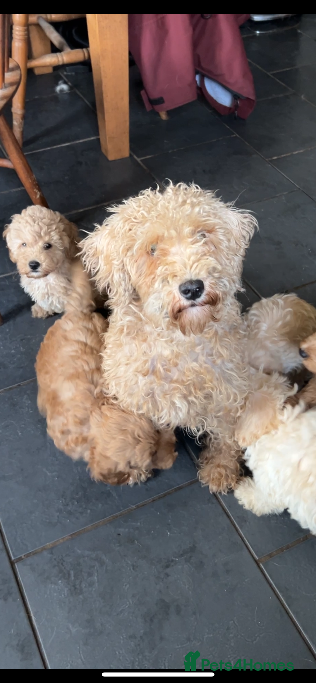 Schnoodle dogs for sale: Beautiful Schnoodle puppys - Image 3