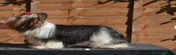 Biewer Terrier dogs for sale: Biewer terrier puppy  - Advert 7