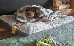 Cocker Spaniel dogs for sale: Loving, loyal and adventurous cocker  - Image 22