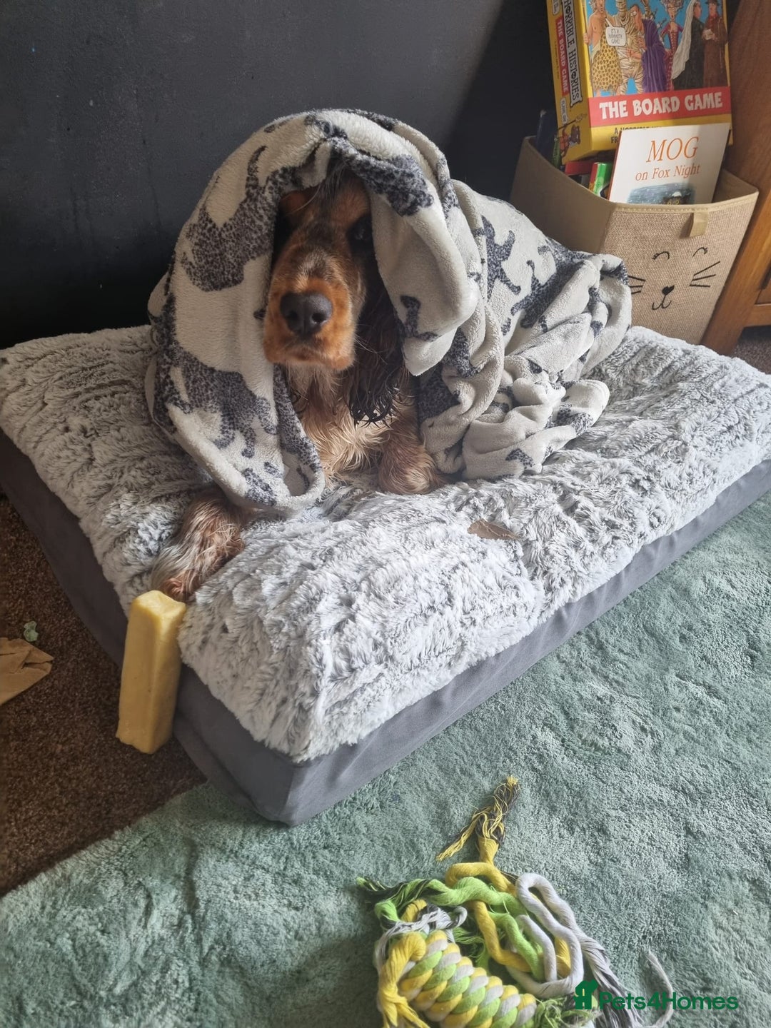Cocker Spaniel dogs for sale: Loving, loyal and adventurous cocker  - Image 22
