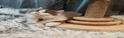 British Longhair cats for sale: Tica registered cinnamon bi colour  - Advert 15