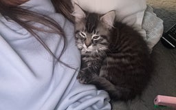 British Shorthair cats for sale: Male kitten  - Image 2
