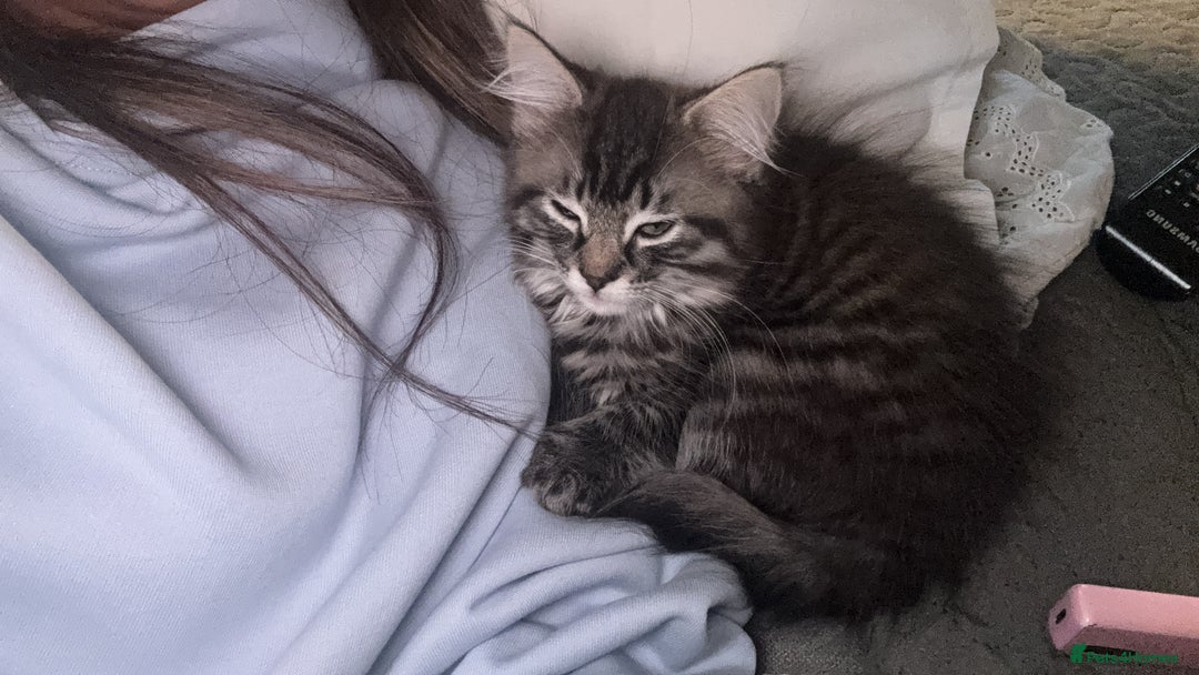 British Shorthair cats for sale: Male kitten  - Image 2