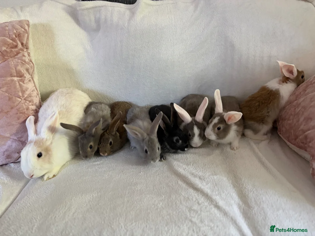 Rex rabbits for sale: Baby Rex’s  - Advert 2