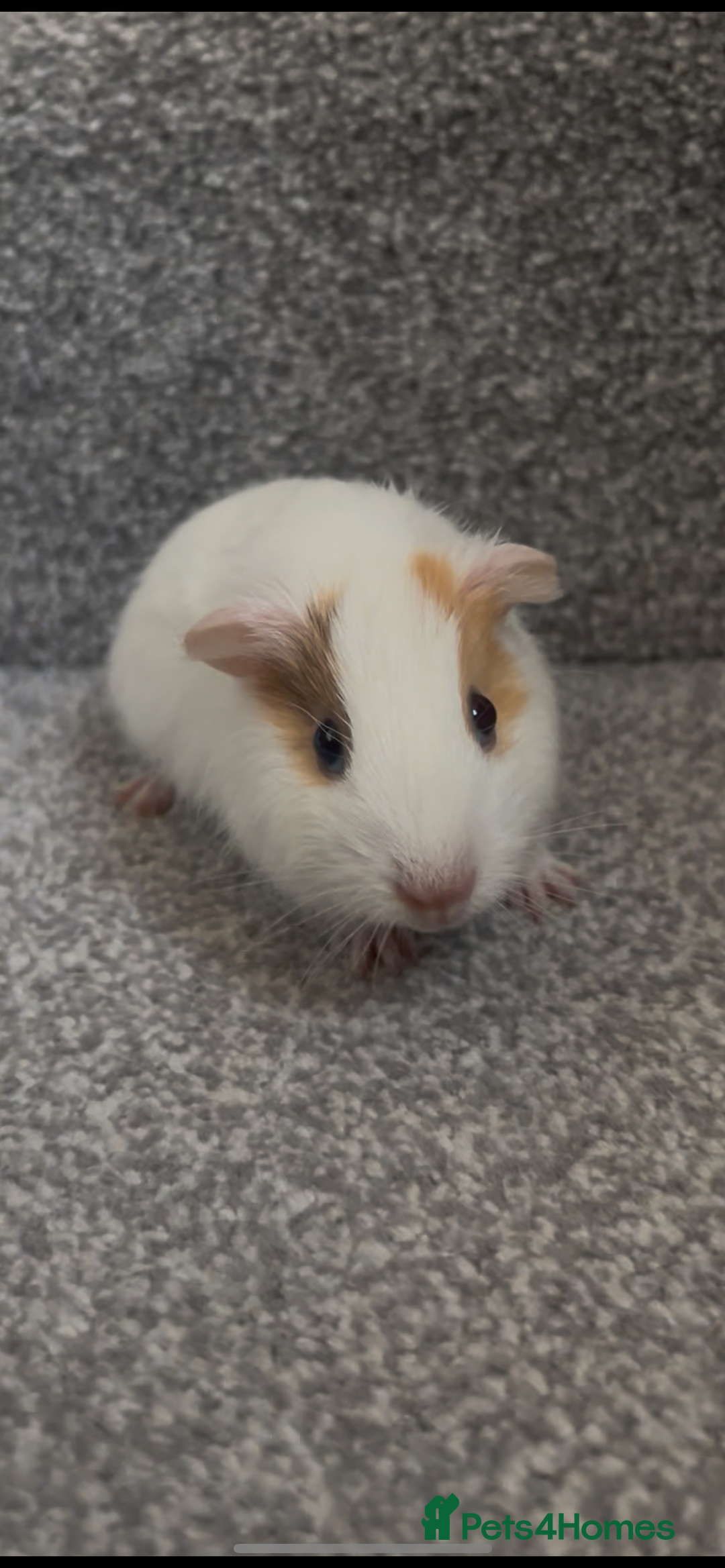 Guinea Pig rodents for sale: Female baby Guinea Pig - 6 weeks old - Advert 1