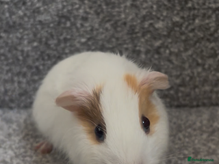 Guinea Pig rodents Female baby Guinea Pig - 6 weeks old - Advert 2