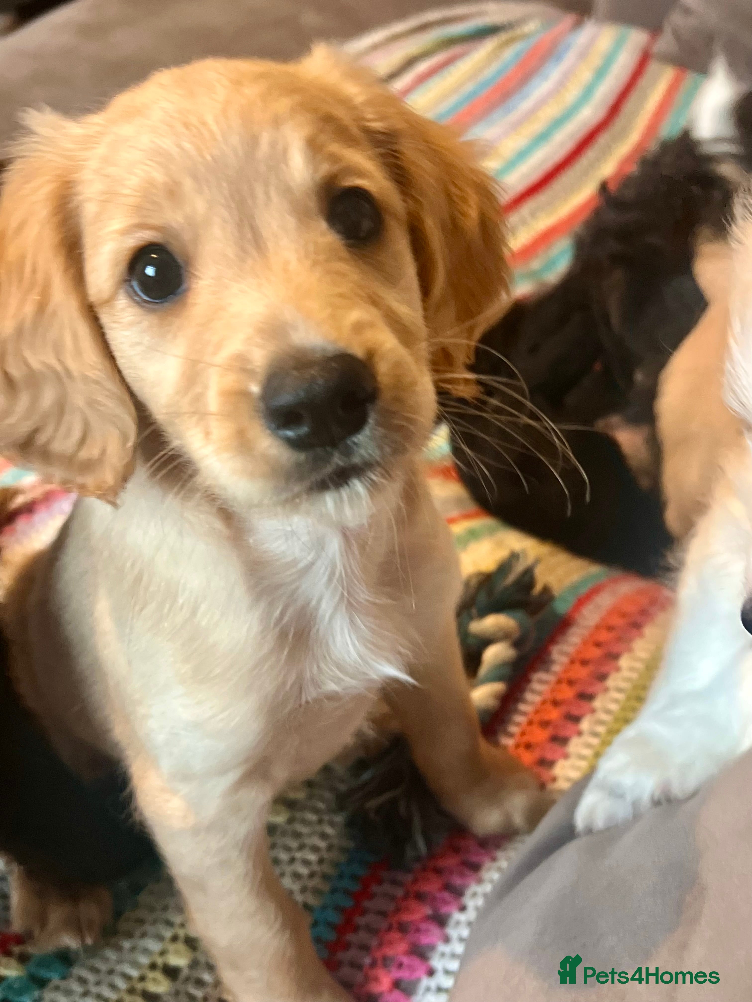 Cockapoo dogs Adorable F1b Cockapoo puppies PRICE REDUCED! £950! - Advert 2