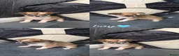 Chihuahua dogs for sale: A beautiful litter of 5 🩷🩵 - Advert 5