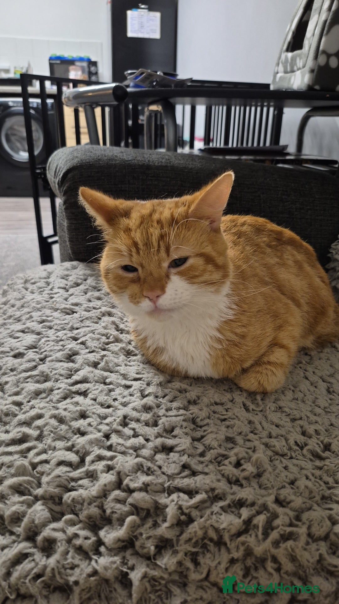 Mixed Breed cats for sale: Loving Ginger male  - Advert 2