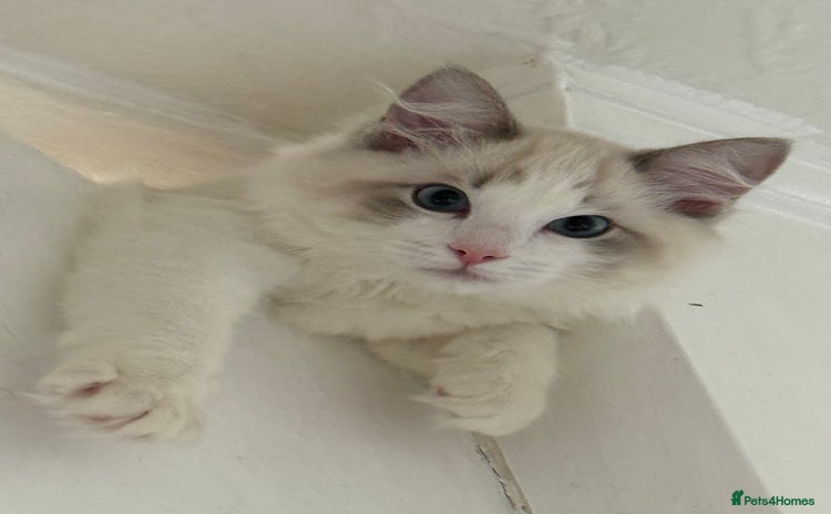 Ragdoll cats - Advert 6